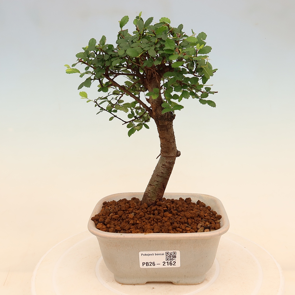 Bonsaï de chambre - Ulmus parvifolia - Orme à petites feuilles