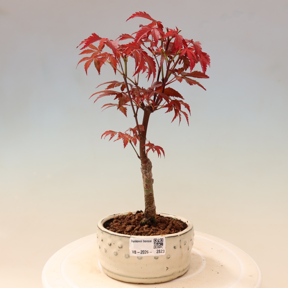 Bonsaï d'extérieur - Acer palm. Atropurpureum-Javor palmate