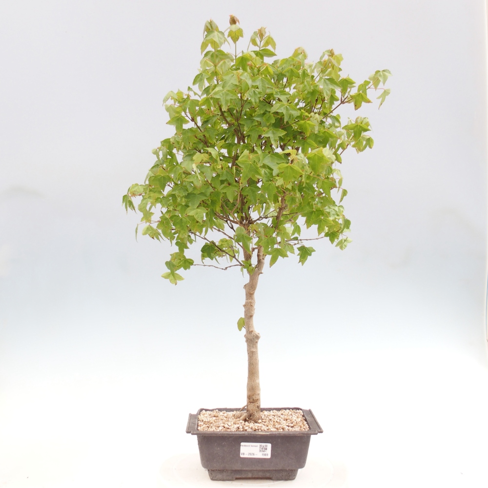 Bonsaï d'extérieur - Acer Buergerianum - Burger Maple