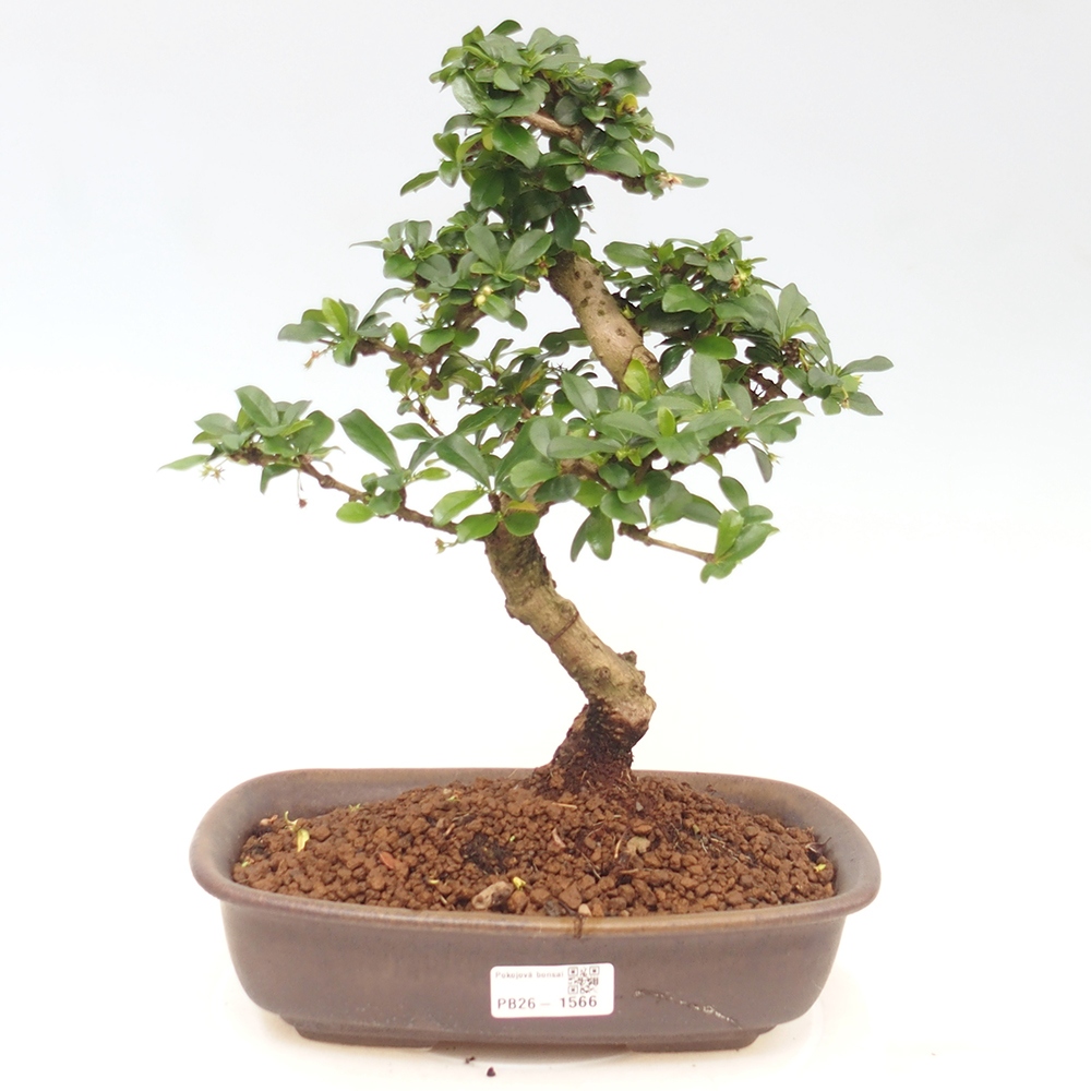 Bonsaï de chambre - Carmona macrophylla - Tea fuki
