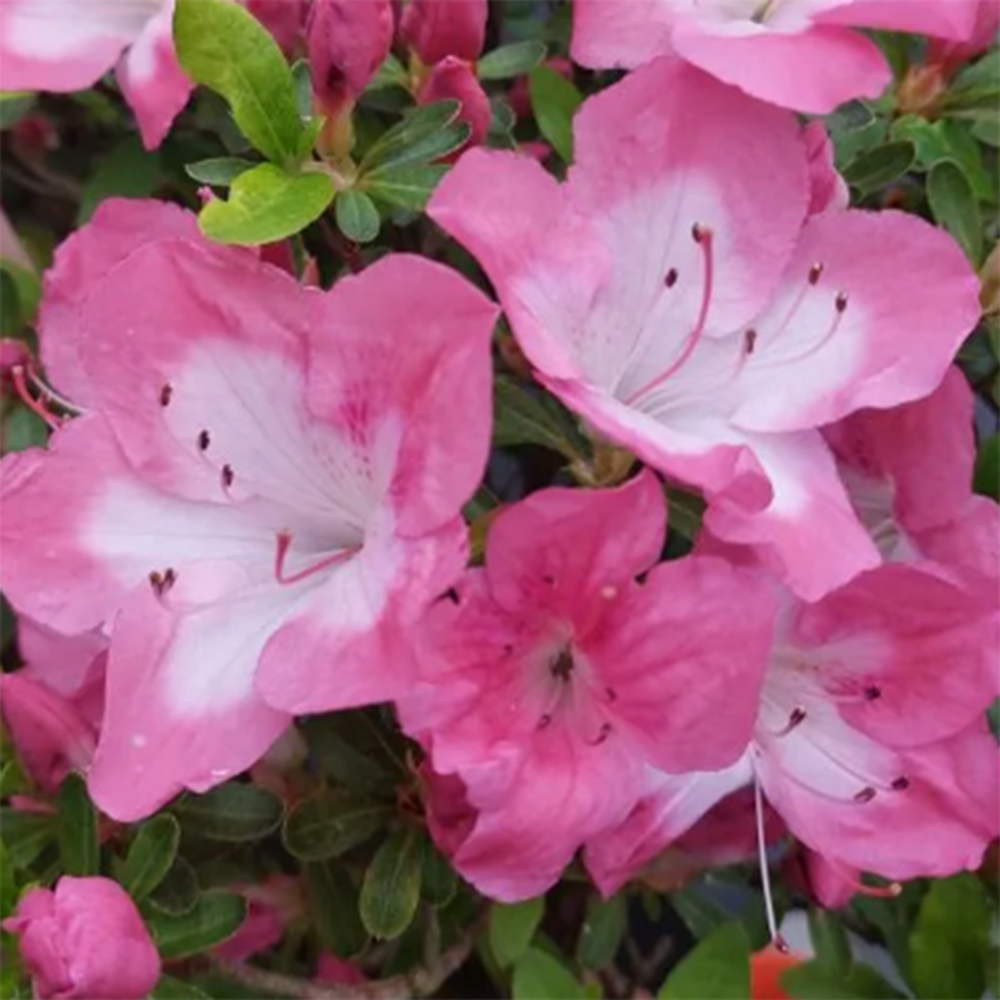 Bonsaïs d'extérieur - Azalée japonaise - Azalea Shunen