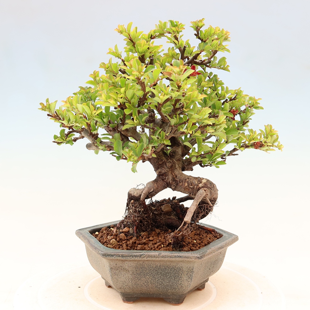 Bonsaï d'extérieur - Chaneomeles speciosa Chojubai
