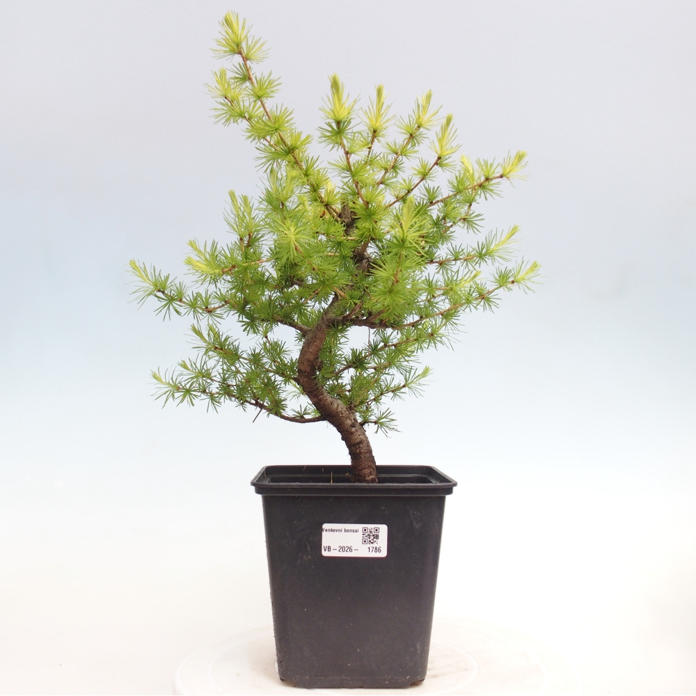Bonsaï d'extérieur -Larix decidua - Mélèze