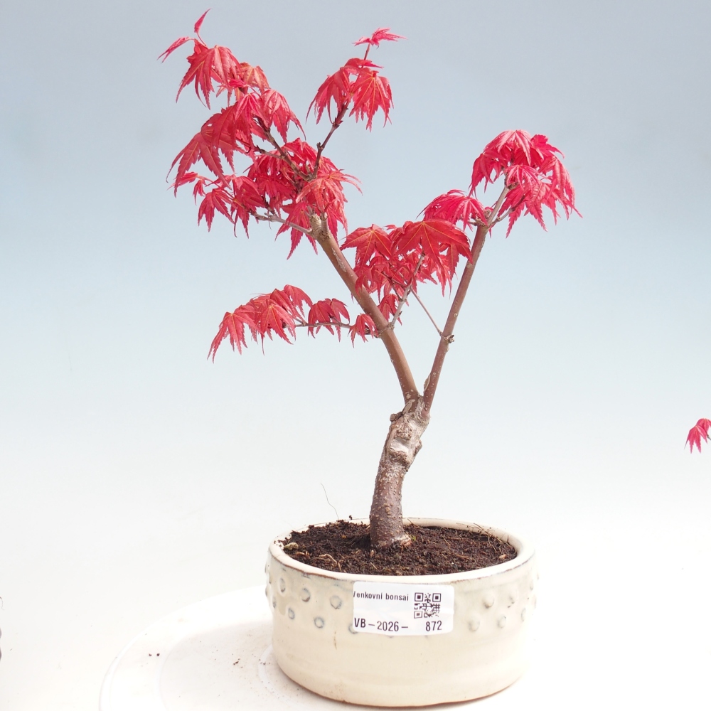 Bonsaï d'extérieur - Acer palmatum DESHOJO