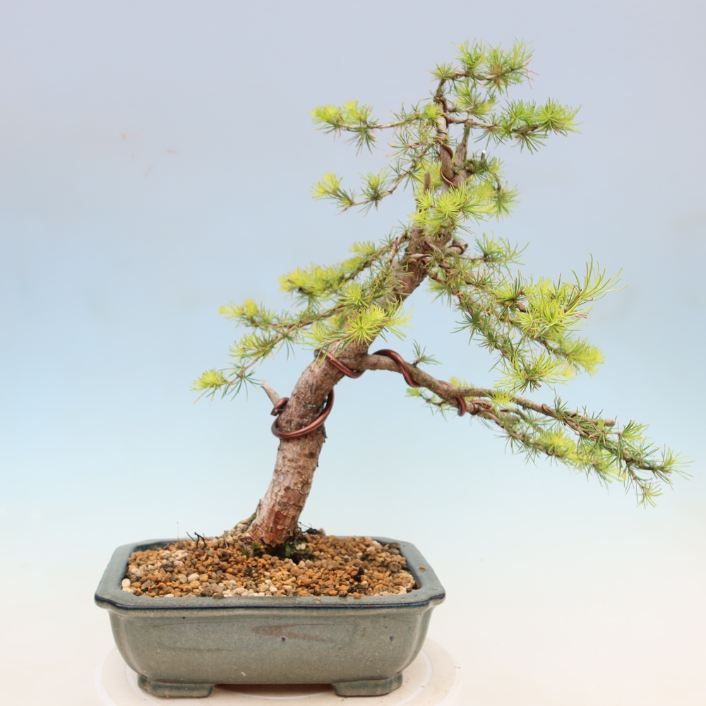 Bonsaï d'extérieur -Larix decidua - Mélèze