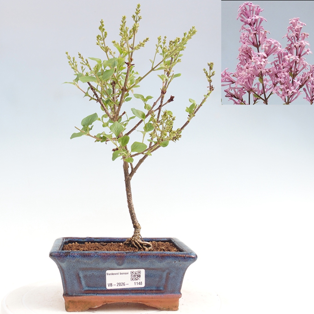 Bonsaï d'extérieur - Syringa Meyeri Palibin - Lilas de Meyer