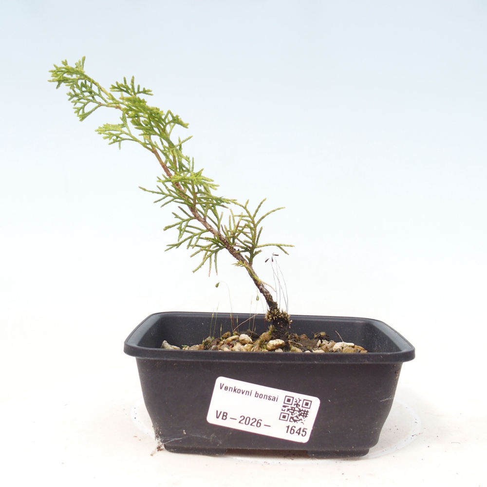 Bonsaï d'extérieur - Juniperus chinensis Itoigawa