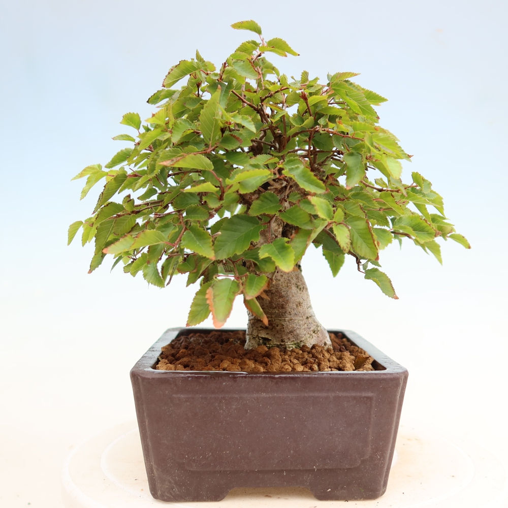 Bonsaï d'extérieur -Carpinus Coreana - Charme de Corée