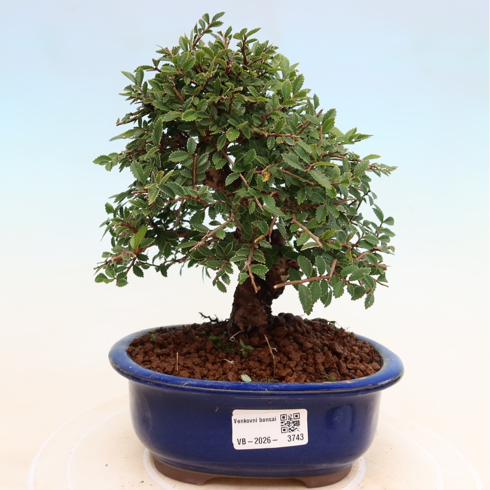 Bonsaï d'extérieur - Zelkova - Zelkova NIRE