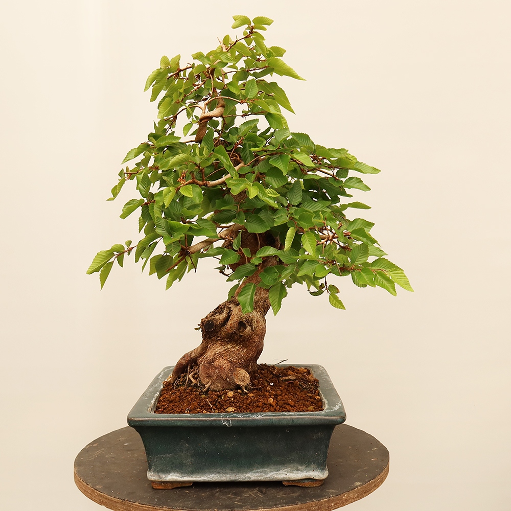 Bonsaï d'extérieur -Carpinus Coreana - Charme de Corée