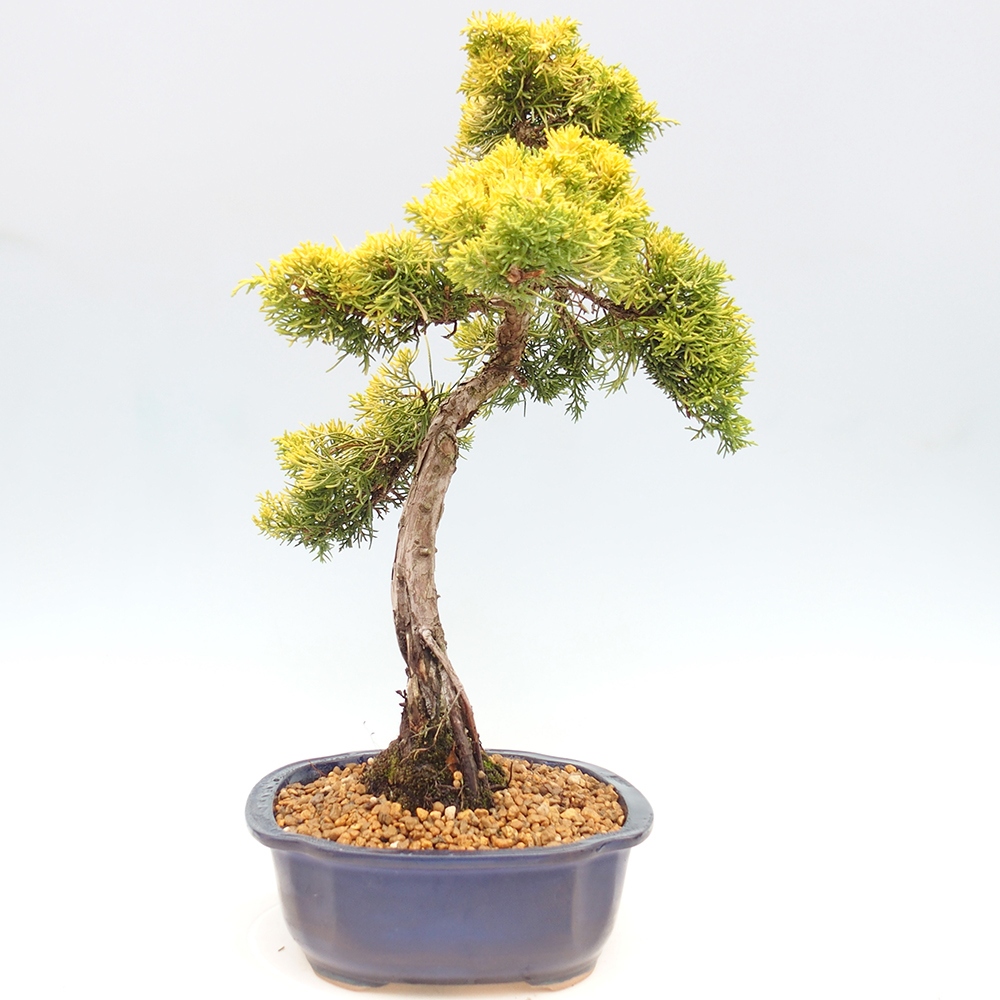 Bonsaï d'extérieur - Juniperus chinensis plumosa aurea