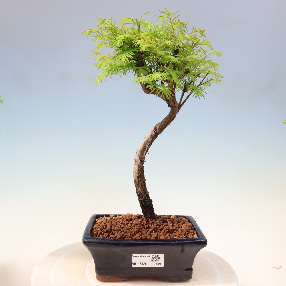 Bonsaï d'extérieur - Metasequoia glyptostroboides - Metasequoia chinois
