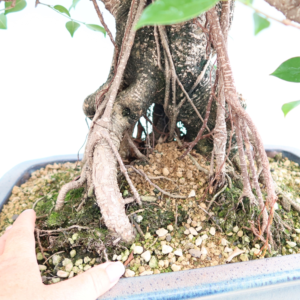 Salle bonsaï - Ficus kimmen - ficus à petites feuilles