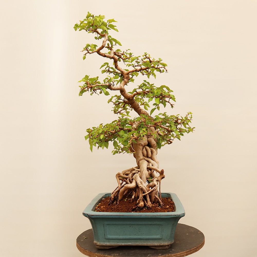 Bonsaï d'extérieur -Carpinus Coreana - Charme de Corée