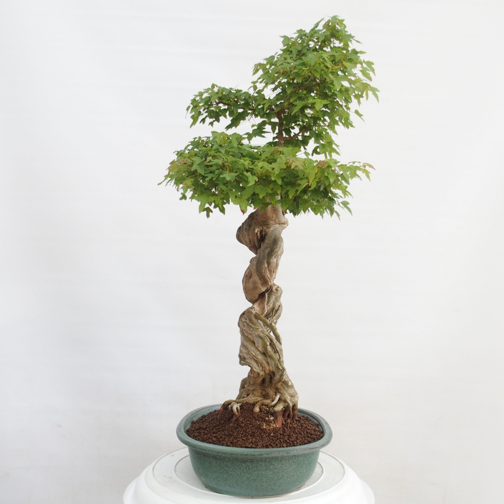 Bonsaï d'extérieur - Acer Buergerianum - Burger Maple