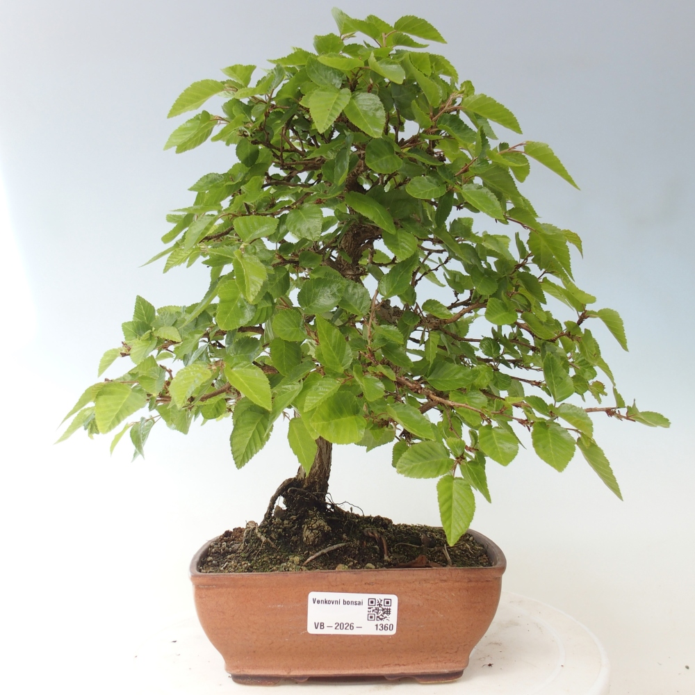 Bonsaï d'extérieur -Carpinus CARPINOIDES - Charme de Corée