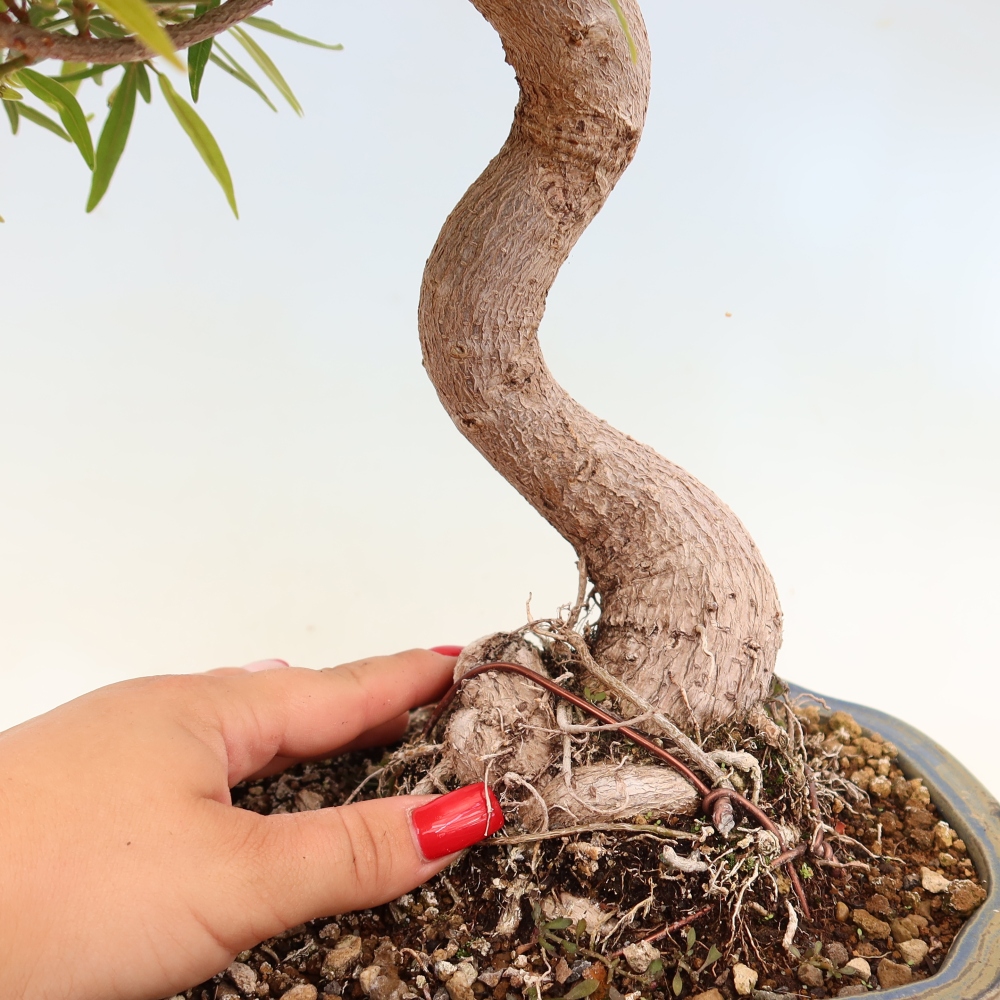 Salle bonsaï - Ficus nerifolia - ficus à petites feuilles