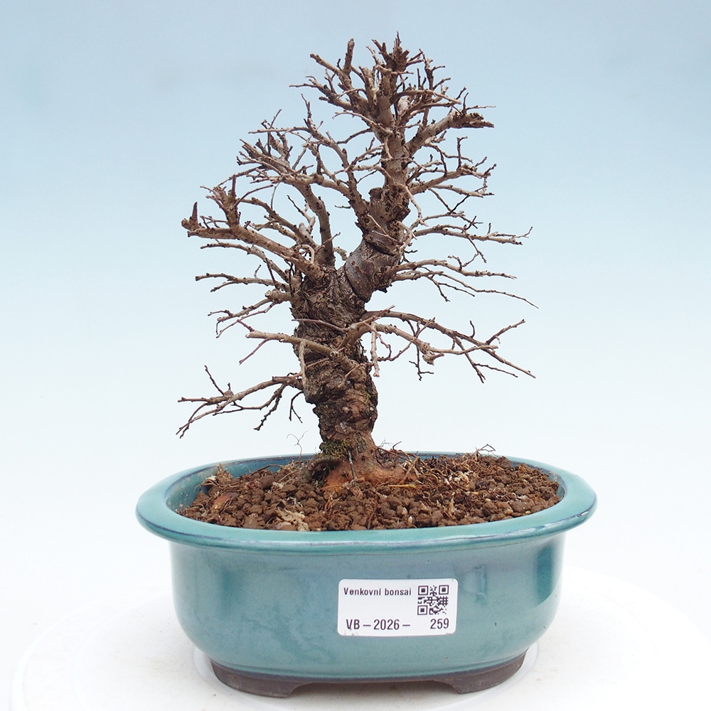 Bonsaï d'extérieur - Zelkova - Zelkova NIRE