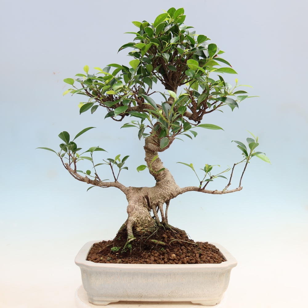 Salle bonsaï - Ficus kimmen - ficus à petites feuilles