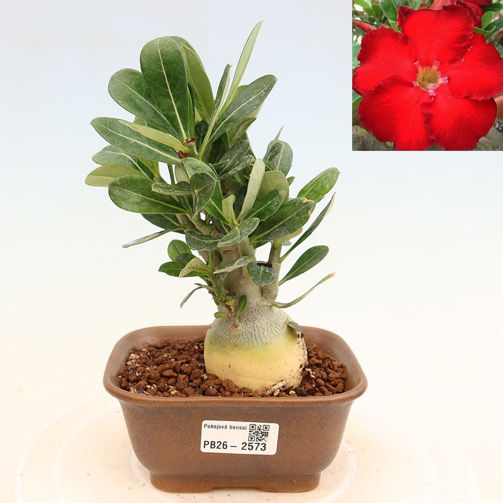 Bonsaï d'intérieur - Adenium obesum Red Star - Rose du désert