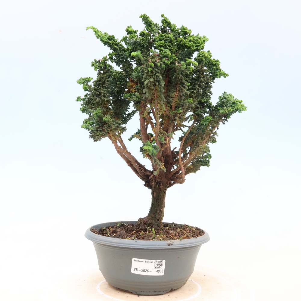 Bonsaï d'extérieur - Cham. obtusa SEKKA HINOKI - Cyprès