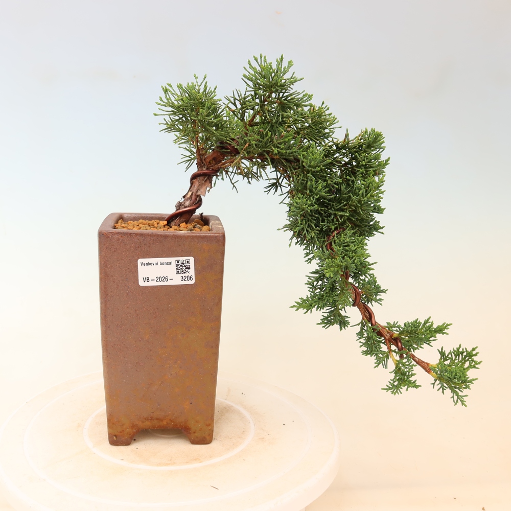 Bonsaï d'extérieur - Juniperus chinensis Kishu