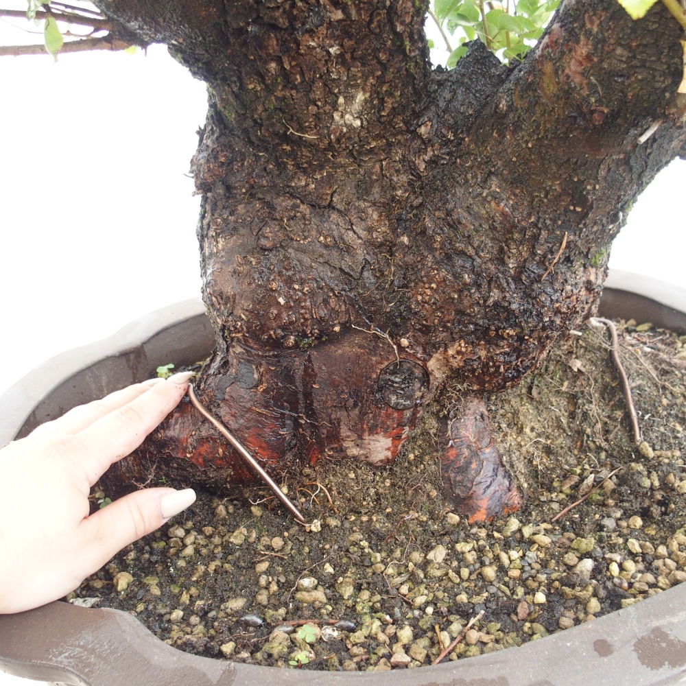 Bonsaï d'extérieur - Mahalebka - Prunus mahaleb