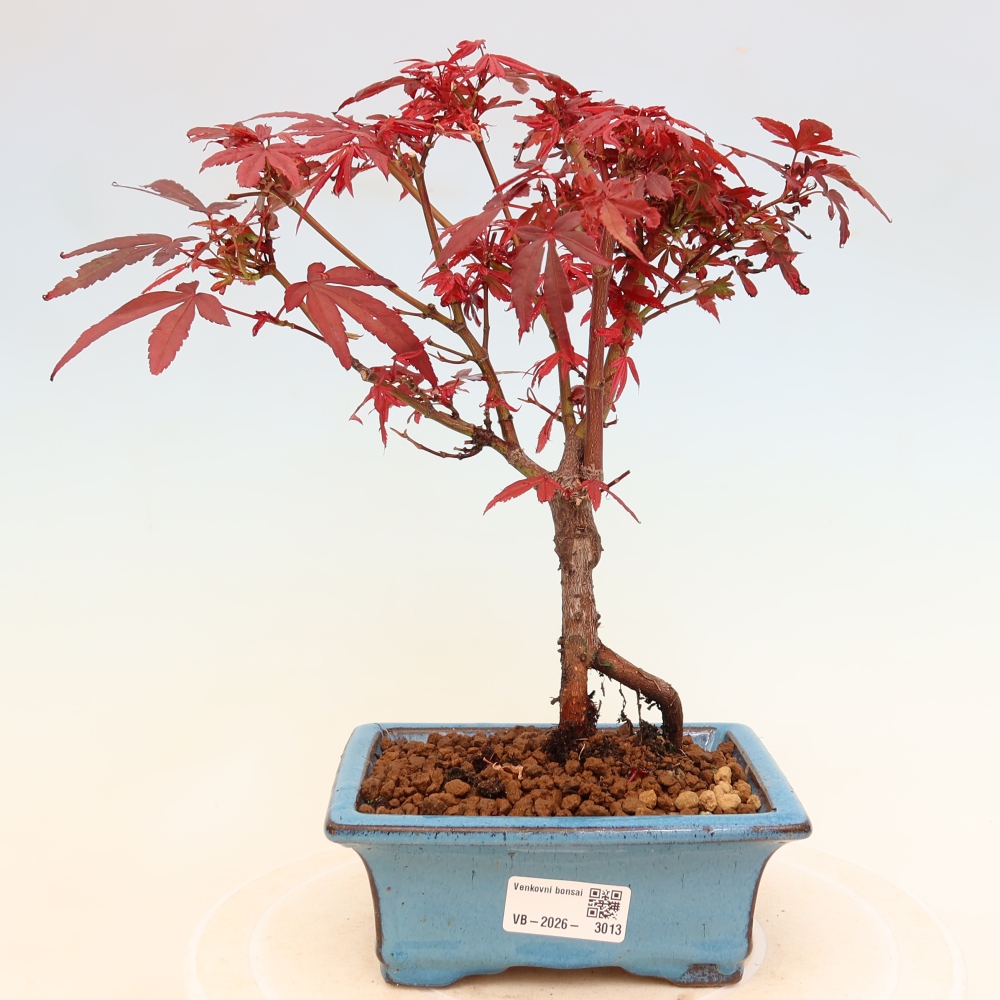 Bonsaï d'extérieur - Érable palmatum  - Acer palmatum Berry Broom 