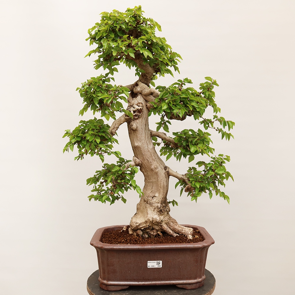 Bonsaï d'extérieur -Carpinus Coreana - Charme de Corée