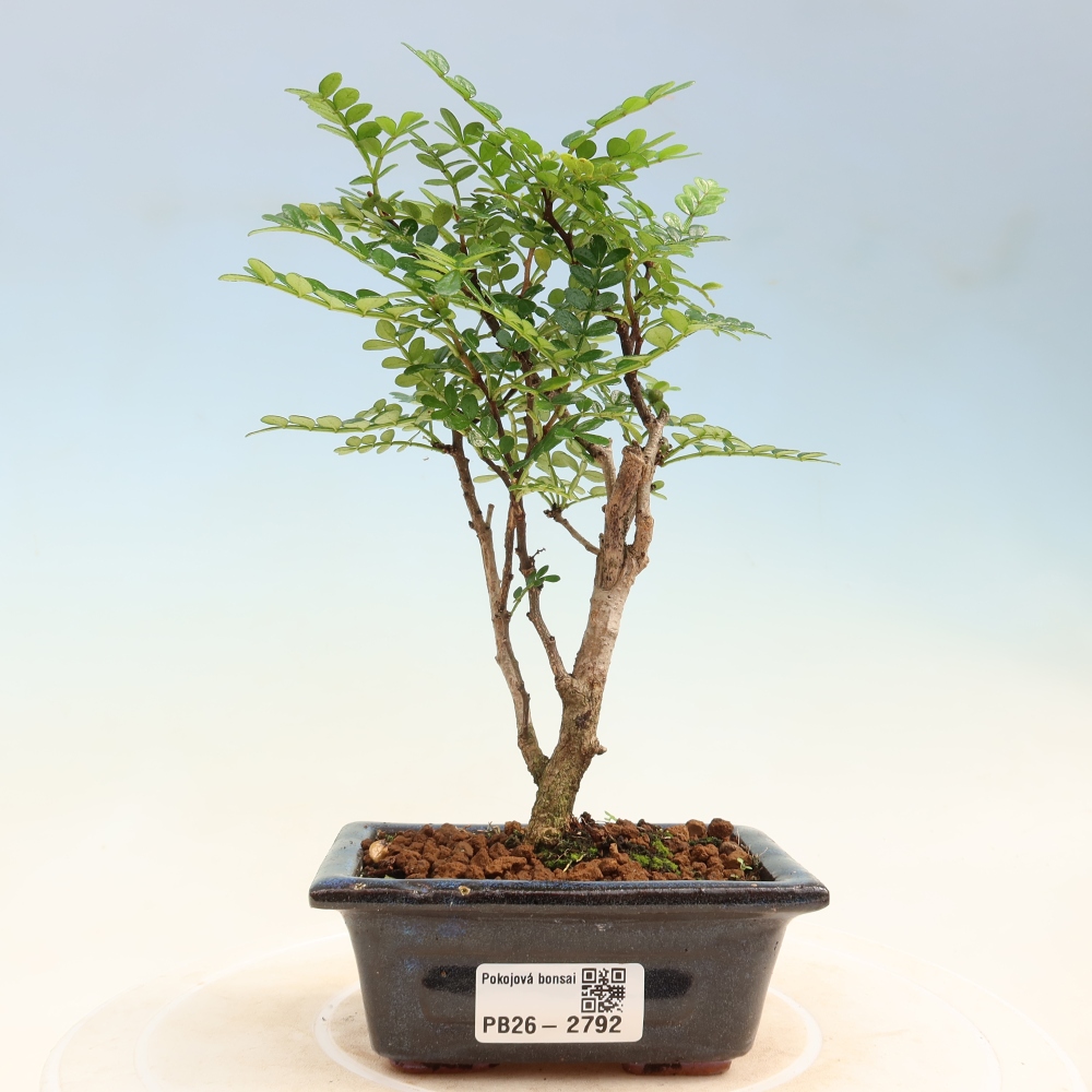 Salle bonsaï - Zantoxylum piperitum - arbre à poivre