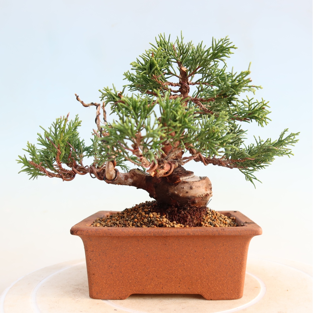 Bonsaï d'extérieur - Juniperus chinensis Itoigawa