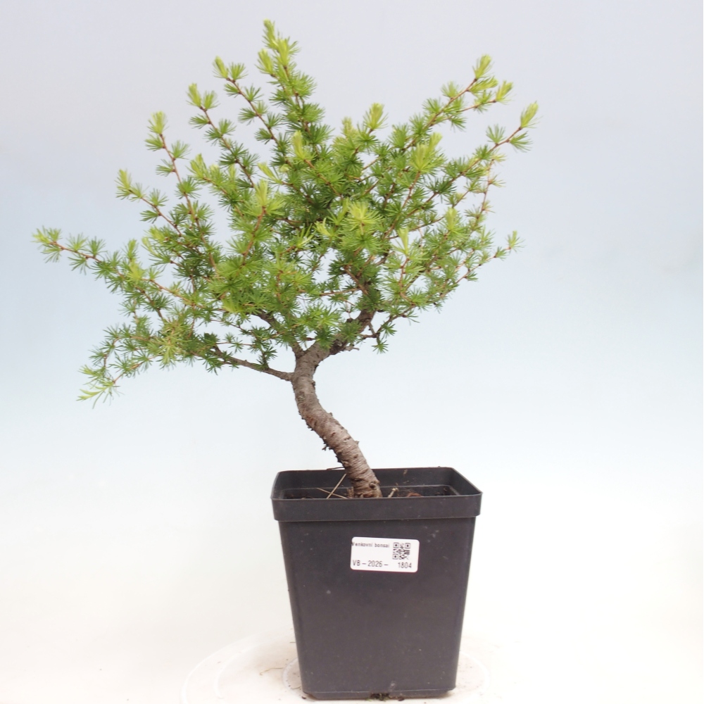 Bonsaï d'extérieur -Larix decidua - Mélèze