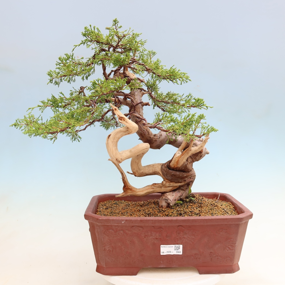 Bonsaï d'extérieur - Juniperus chinensis Itoigawa-Juniperus chinensis