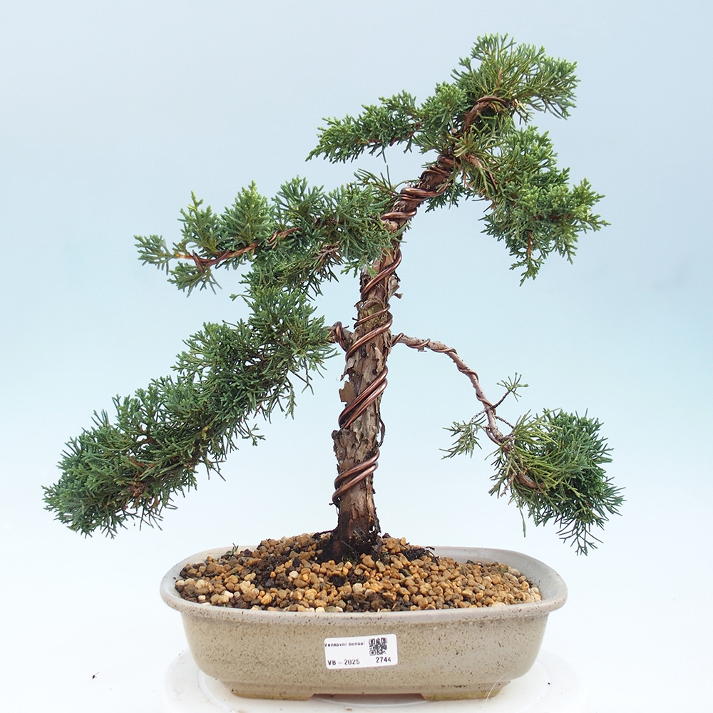 Bonsaï d'extérieur - Juniperus chinensis Kishu