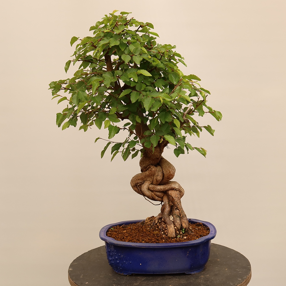 Bonsaï d'extérieur -Carpinus Coreana - Charme de Corée