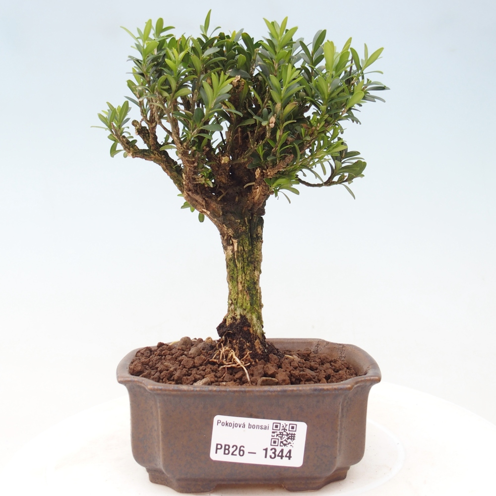 Bonsaï de chambre - Buxus harlandii - buxus liège