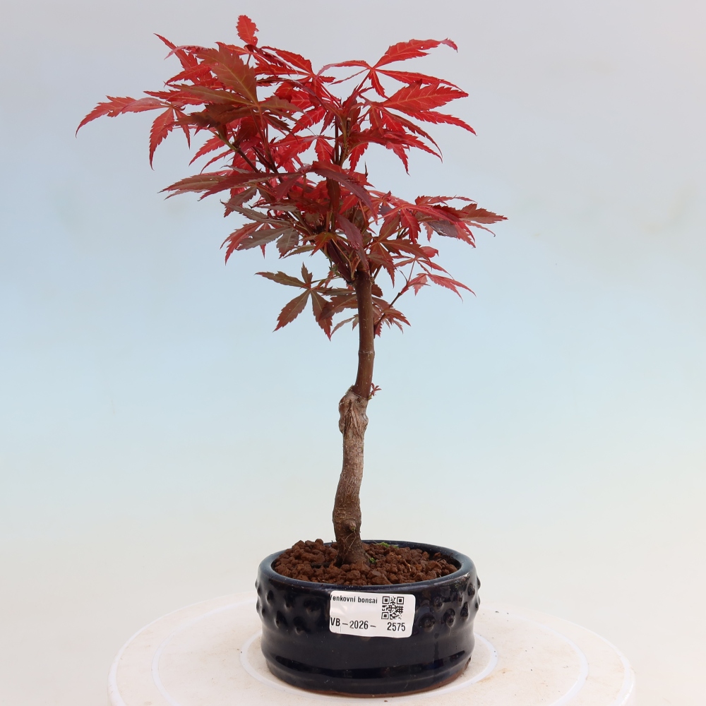 Bonsaï d'extérieur - Acer palm. Atropurpureum-Javor palmate