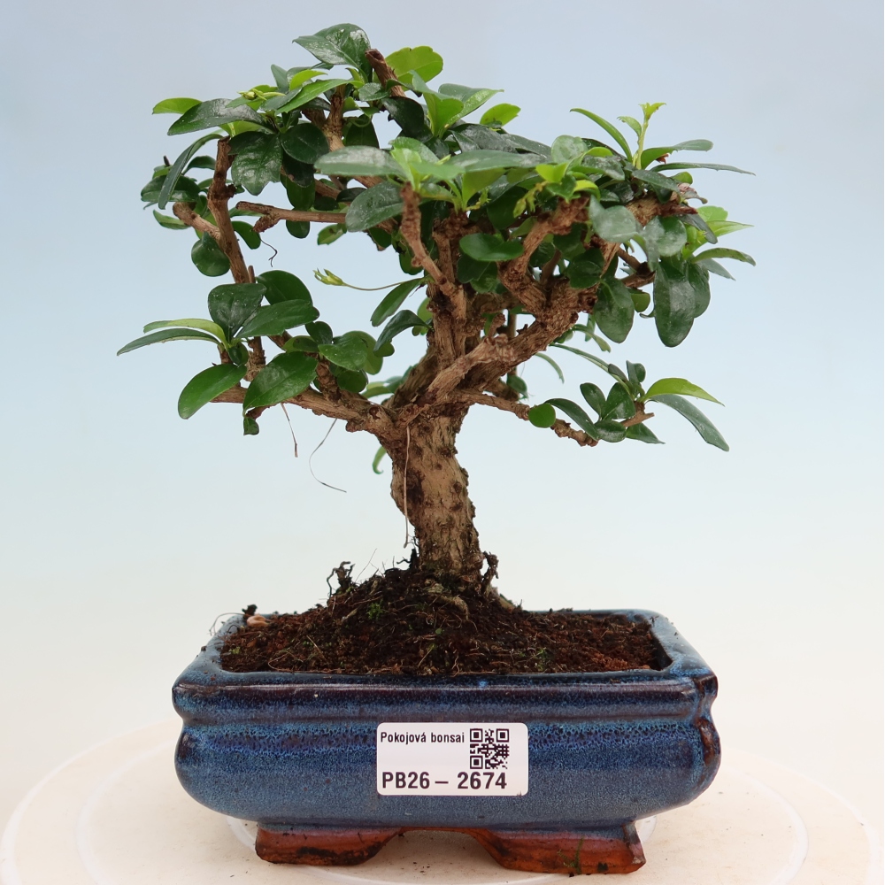 Bonsaï de chambre - Carmona macrophylla - Tea fuki