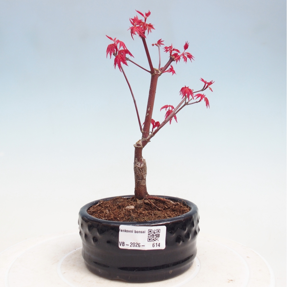 Bonsaï d'extérieur - Acer palmatum DESHOJO