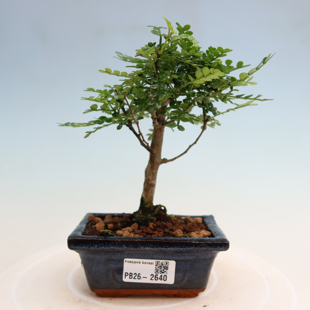 Salle bonsaï - Zantoxylum piperitum - arbre à poivre