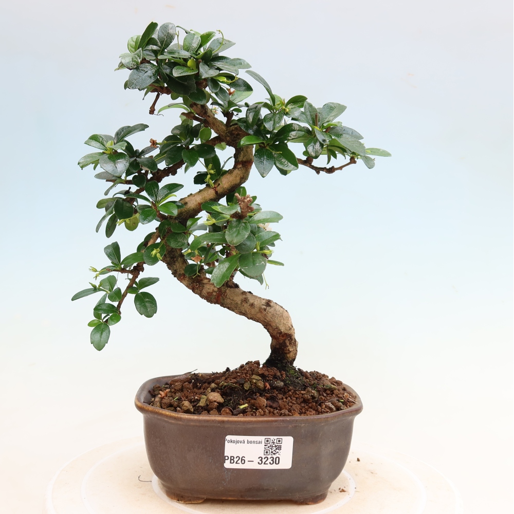Bonsaï de chambre - Carmona macrophylla - Tea fuki