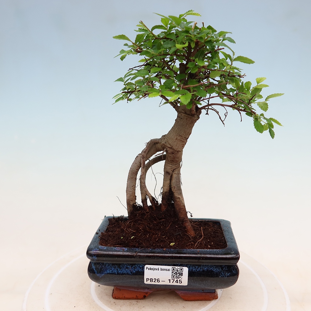 Bonsaï de chambre - Ulmus parvifolia - Orme à petites feuilles