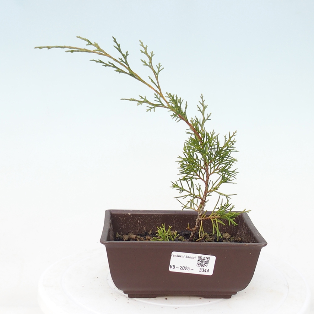 Bonsaï d'extérieur - Juniperus chinensis Itoigawa