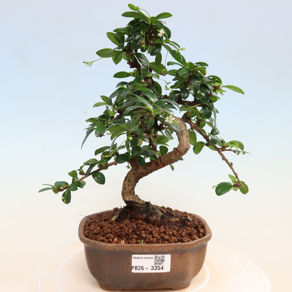 Bonsaï de chambre - Carmona macrophylla - Tea fuki