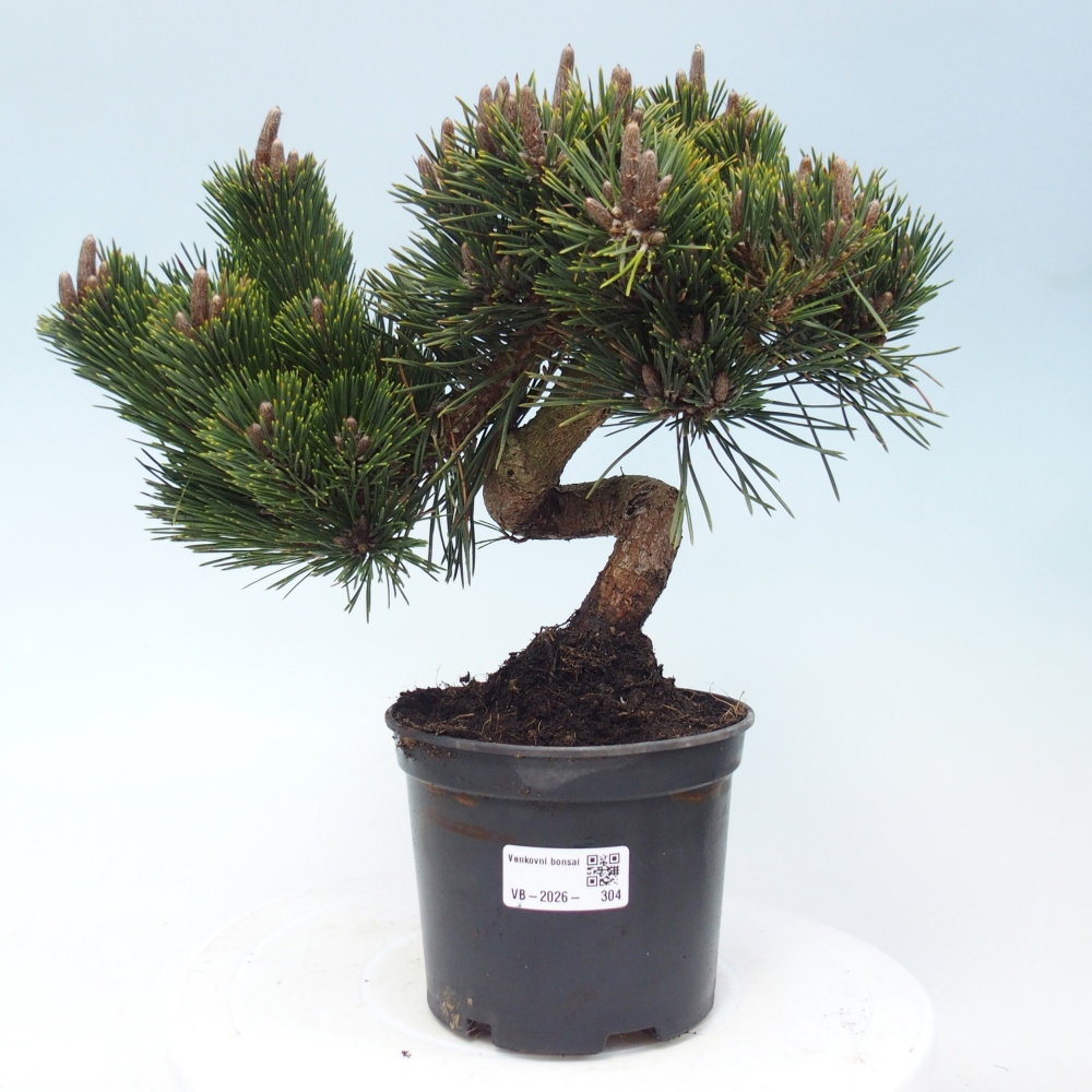 Bonsaï d'extérieur - Pinus thunbergii senjyumaru - Pin de Thunberg