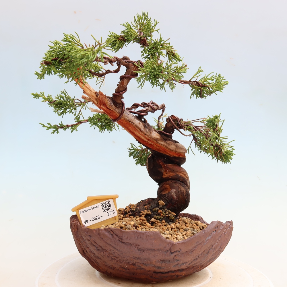 Bonsaï d'extérieur - Juniperus chinensis Itoigawa-Juniperus chinensis