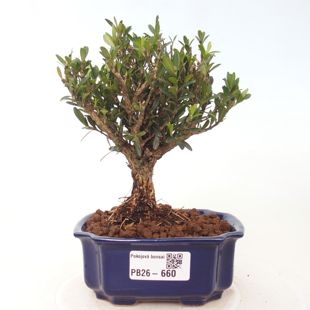 Bonsaï de chambre - Buxus harlandii - buxus liège