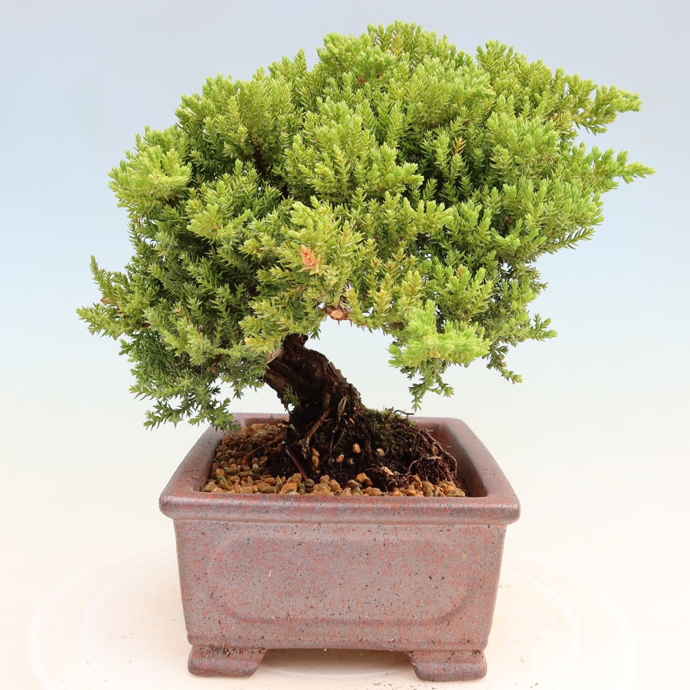 Bonsaï d'extérieur - Juniperus procumbens - Juniperus procumbens