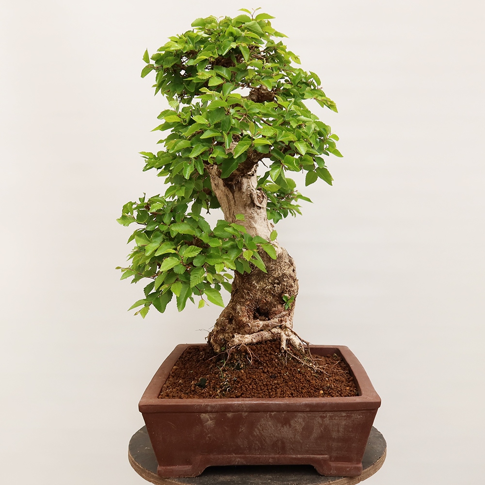 Bonsaï d'extérieur -Carpinus Coreana - Charme de Corée