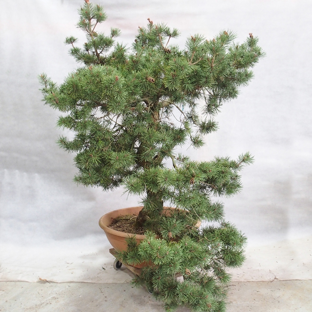 Yamadori - Pinus sylvestris